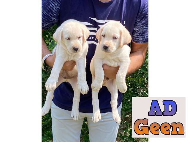 used Labrador puppies available pure breed for sale 